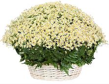 Цветочная композиция из Ромашки в корзине #REPLACE_PRED# Какашуре